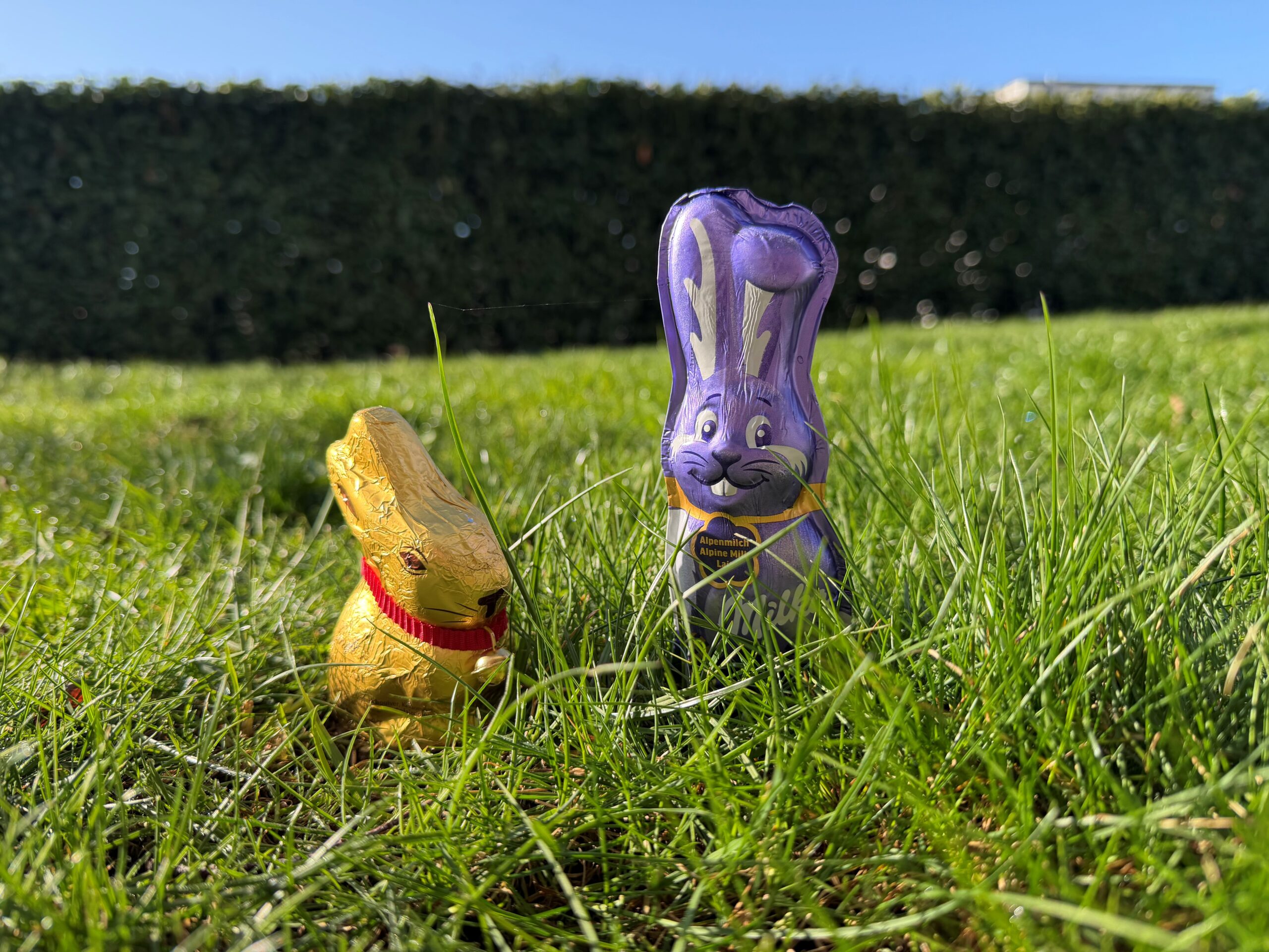 Lindt Goldhase und Milka Schmunzelhase auf der Wiese